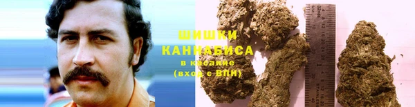 сатива Новокубанск